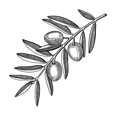 Olive tree branch with fruits and leaves in engraved style. Mediterranean plant with vegetables. Italian or Greek food ingredient sketch. Hand-drawn vector illustration isolated on white background. 